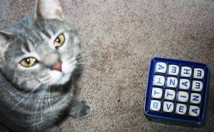 Breezy the cat looks at Boggle